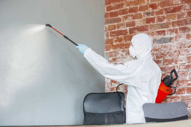 Best Mold Odor Removal Services  in Elgin, MN