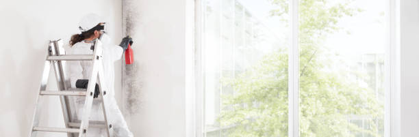  Elgin, MN Mold Removal Pros